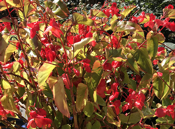 Begonia flowers